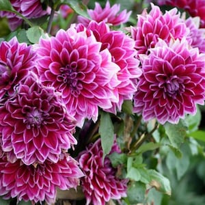 30 Dahlia Pompon Dahlia Tuber Seeds BW91059-14