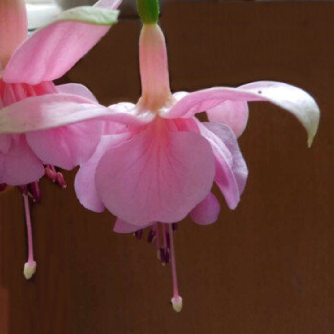 50 Fuchsia Flower Seeds FW95226-3 - Etsy