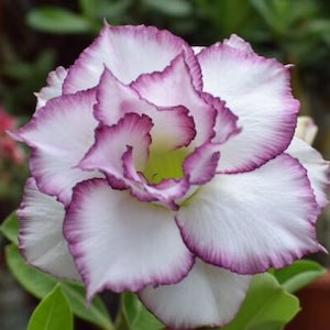 5 Rare Desert Rose Flowers Seeds FW95227-64