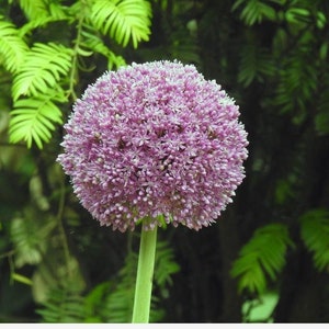 20 Giant Ball Onion Allium Christophii Huge Hardy Perennial Seeds CW92008-3