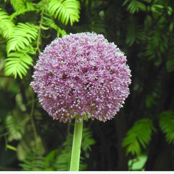 20 Giant Ball Onion Allium Christophii Huge Hardy Perennial Seeds CW92008-3