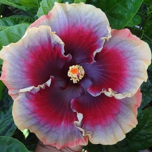 20 Hibiscus mutabilis Flower Seeds FW97015-13