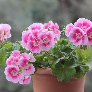 30 Geranium Seeds Pelargonium Seeds HW96205-5