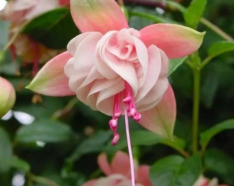 50 Fuchsia Flower Seeds FW95226-40