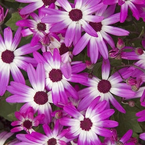 20 Cineraria Flower Seeds EW91005-5