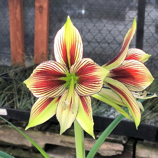 2 Amaryllis Vittata Bulbs FW95210-102