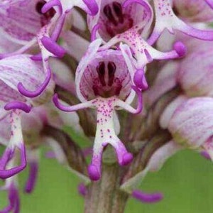 20pcs Naked Man Orchid Flower Seeds HW93011