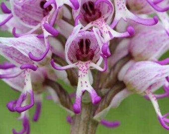 Naked Man Orchid - Etsy