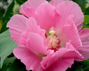 20 Pink Hibiscus mutabilis Flower Seeds FW93006