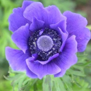 50 Poppy Heirloom Flower Seeds TW91031-7