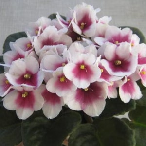 50 African Violet Flowers Seeds BW9081-9