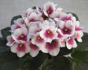 50 African Violet Flowers Seeds BW9081-9