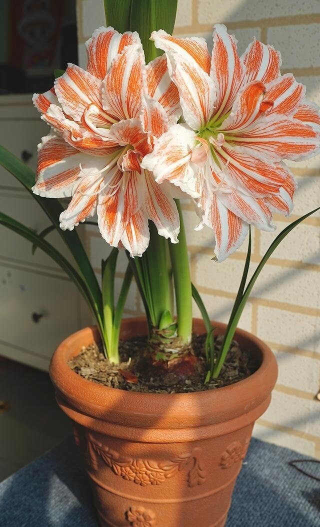2 Amaryllis Bulbs FW95210-99
