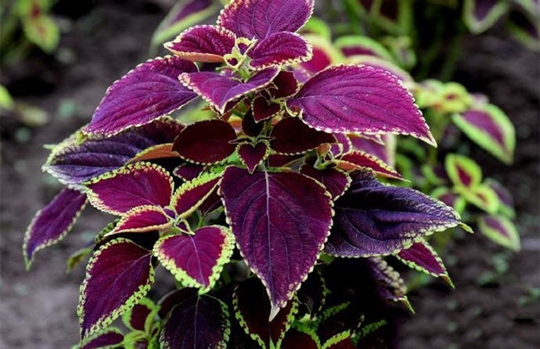 Sebiola Coleus 100 Rainbow Coleus Seeds F4024-5 - Etsy