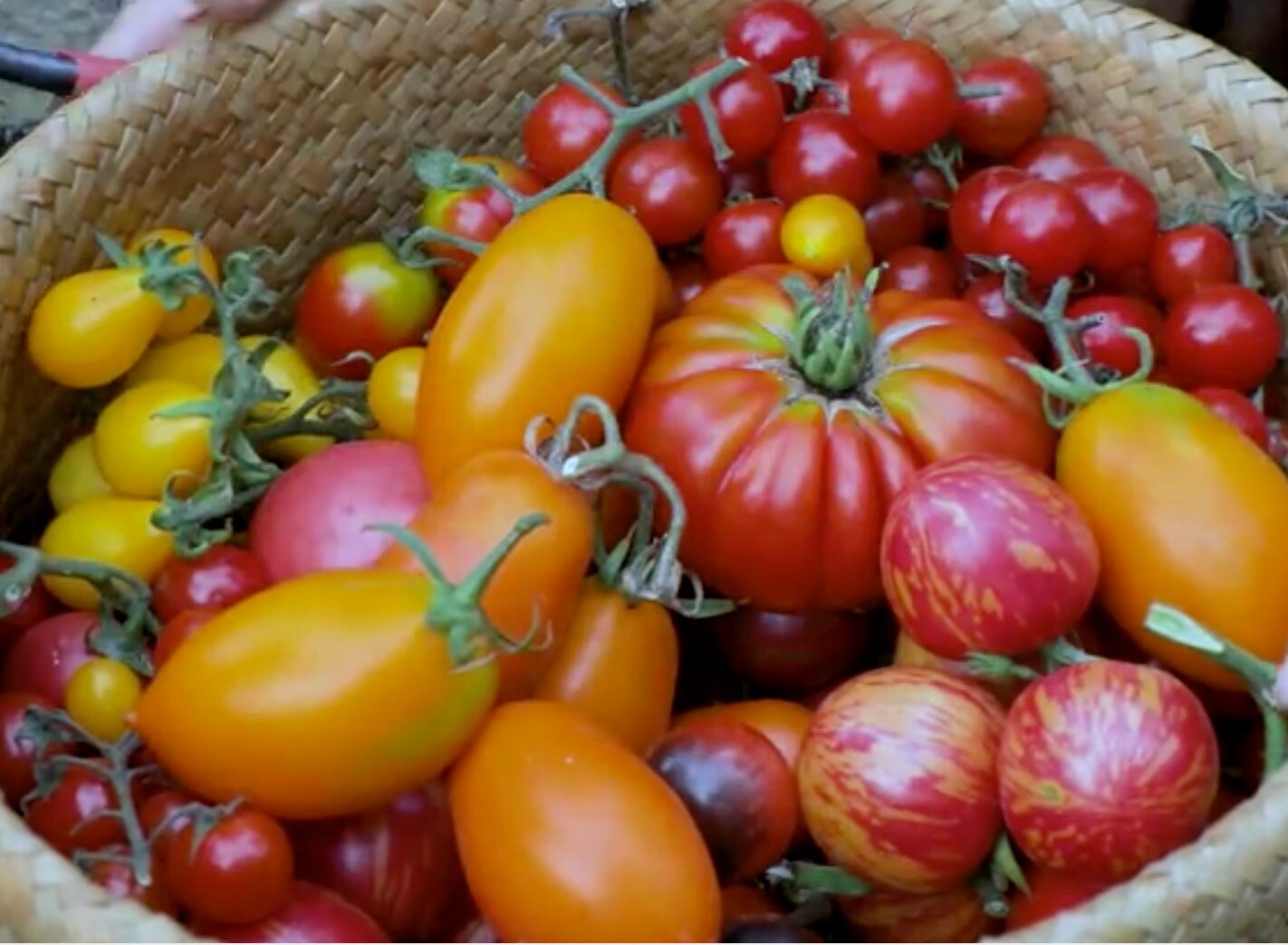 100 Red Cherry Tomato Seeds TW91019 - Etsy