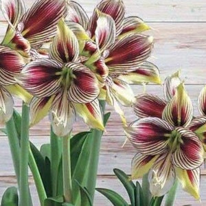 2 Amaryllis Vittata Bulbs FW95210-16