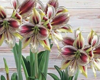 2 Amaryllis Vittata Bulbs FW95210-16