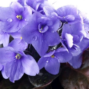 50 African Violet Flowers Seeds BW9081-3