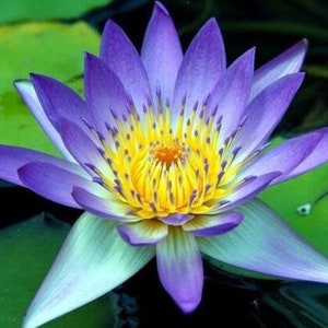 4 Lotus Seeds Water Lily Flower Seeds Blue TW91018-429