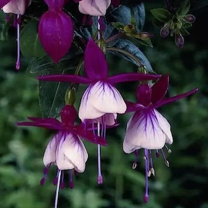 50 Fuchsia Flower Seeds FW95226-4