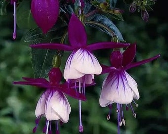 50 Fuchsia Flower Seeds FW95226-4