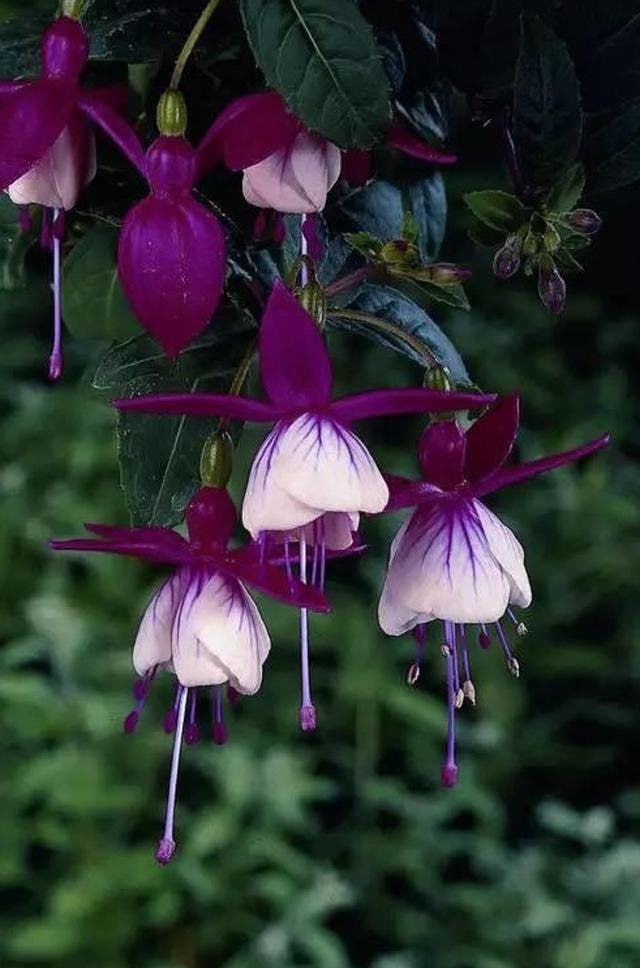 【flua】 2way flower haired 50 Fuchsia Flower Seeds FW95226-36 - Etsy