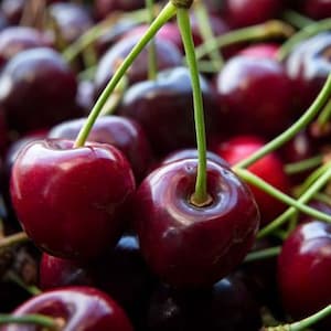 May include: A close-up of a bowl full of ripe, dark red cherries. The cherries are arranged in a random pattern, with some stems visible.
