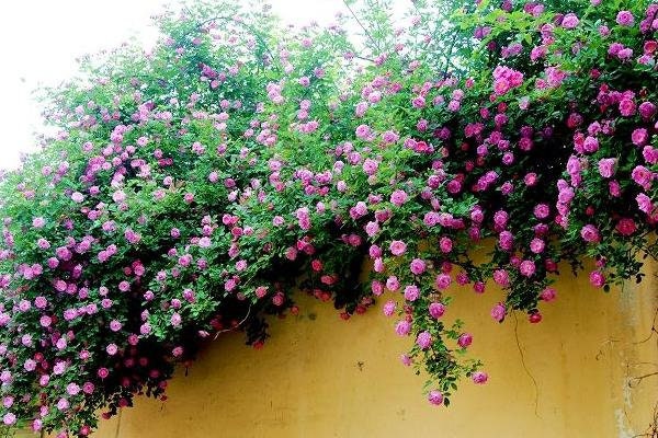 パープルローズ Light Purple Rose Seeds - Perennial - Authentic Seeds