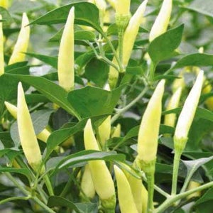 100 White Pepper Seeds AW98001