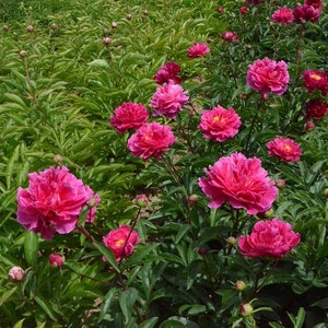 5  Peony Flower Seeds BW991010-9
