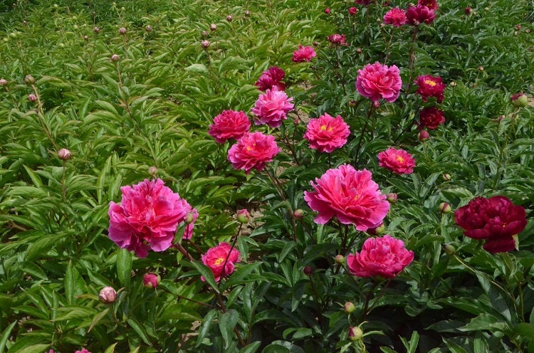 5 Peony Flower Seeds BW991010-9 - Etsy