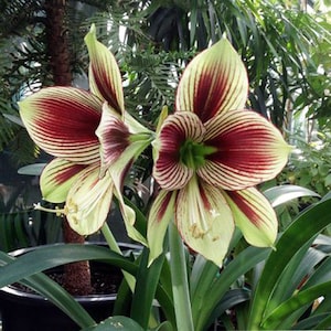 2 Amaryllis Vittata Bulbs FW95210-20