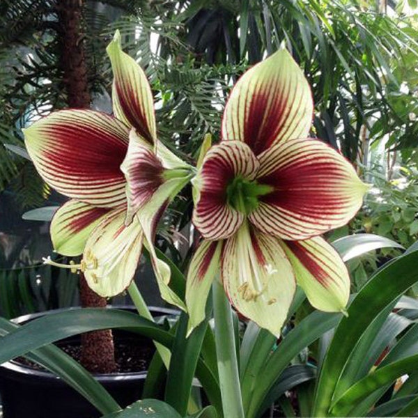 2 Amaryllis Vittata Bulbs FW95210-20