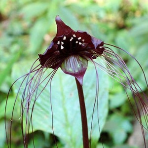 20pcs Black Tiger Shall Orchid Seeds HW93016
