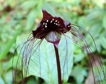 20pcs Black Tiger Shall Orchid Seeds HW93016