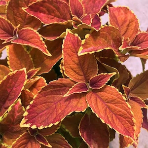 100 Rainbow Coleus Seeds F4024-21