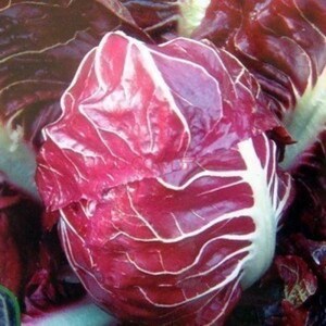 10 Radicchio Seeds Chicory Seeds TW91028