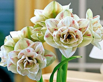 May include: Close-up of white amaryllis flowers with red stripes. The flowers are in bloom and have a delicate, layered appearance.