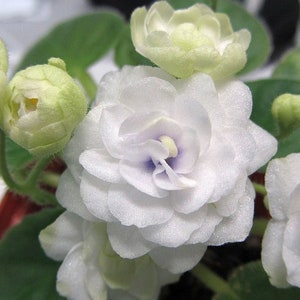 50 African Violet Flowers Seeds BW9081-18
