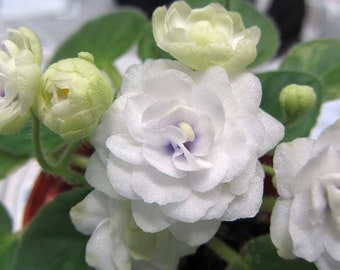 50 African Violet Flowers Seeds BW9081-18