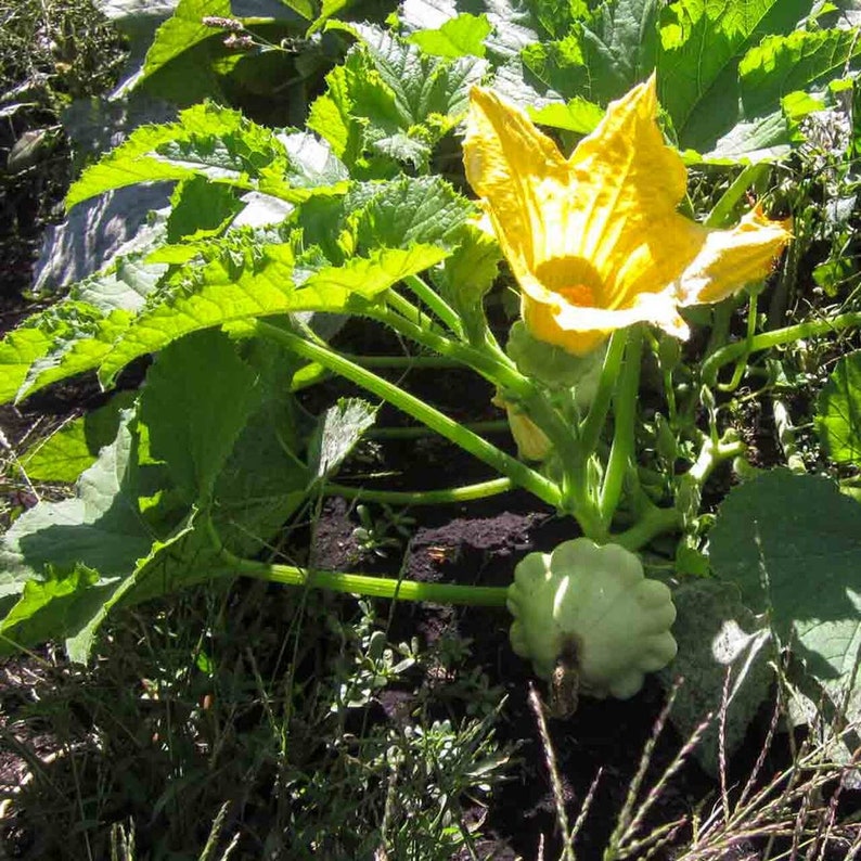 5 Yellow Bush Scallop Summer Squash Heirloom Seeds VW91015 - Etsy