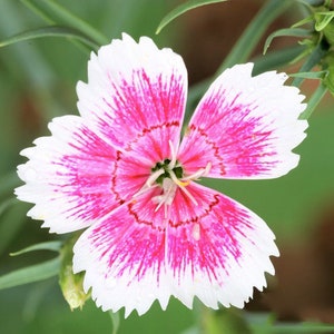 20 Dianthus chinensis Flower Seeds DW91003-14