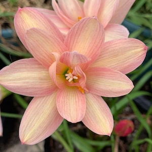 2  Rain Lily Bulbs TW91030-6