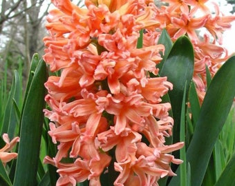 20 Hyacinthus Seeds FW95224-3