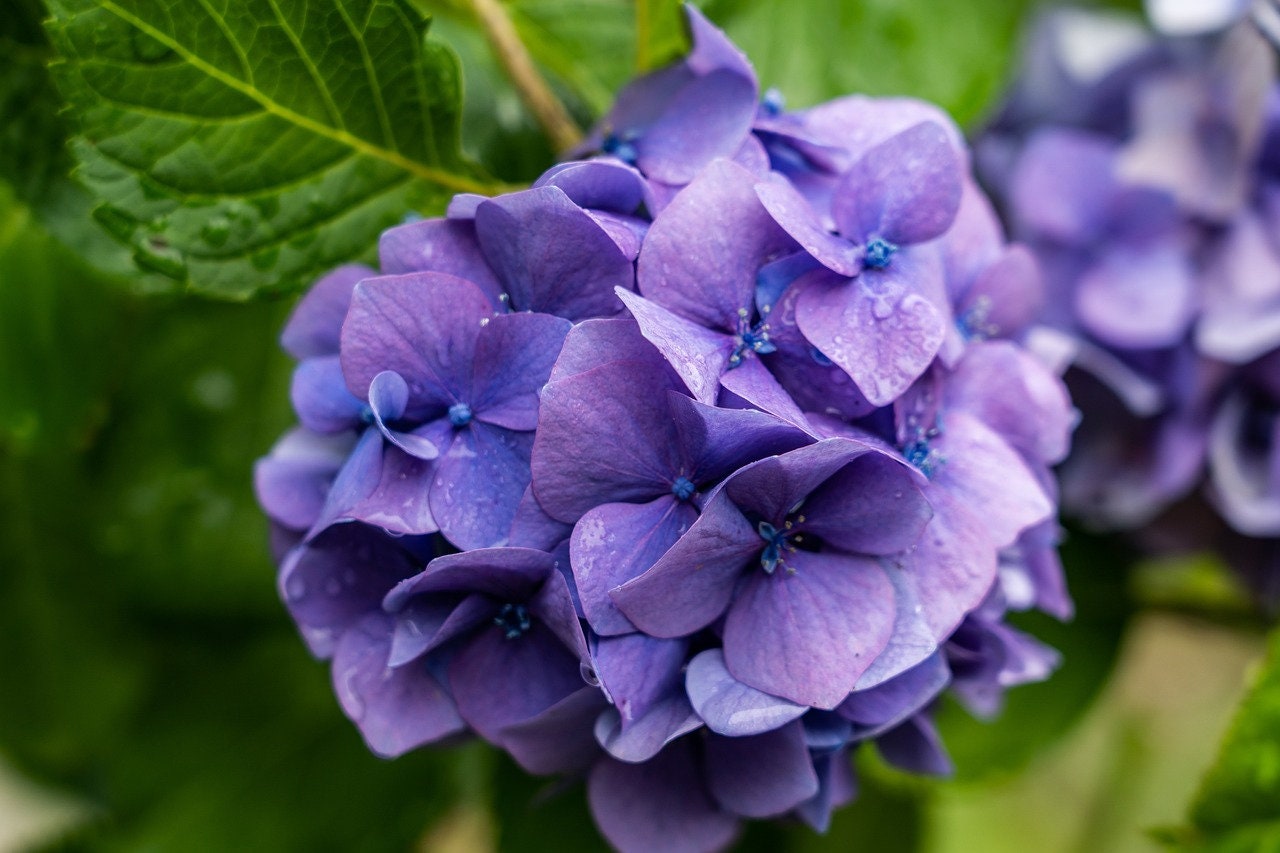 Hydrangea4937　1003 Monrovia Blue Enchantress Hydrangea Flowering Shrub Pot