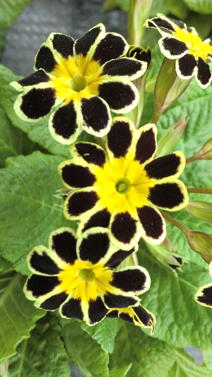 20 Primula Vulgaris Flower Seeds BW91055-17