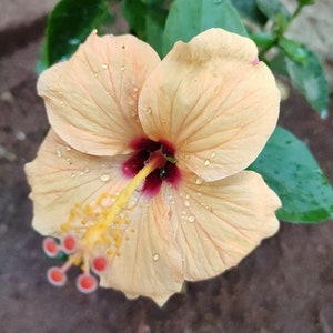 20 Hibiscus mutabilis Flower Seeds FW97015-43