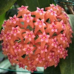 50 Hoya Ilagiorum starter flower seeds HW8000-4