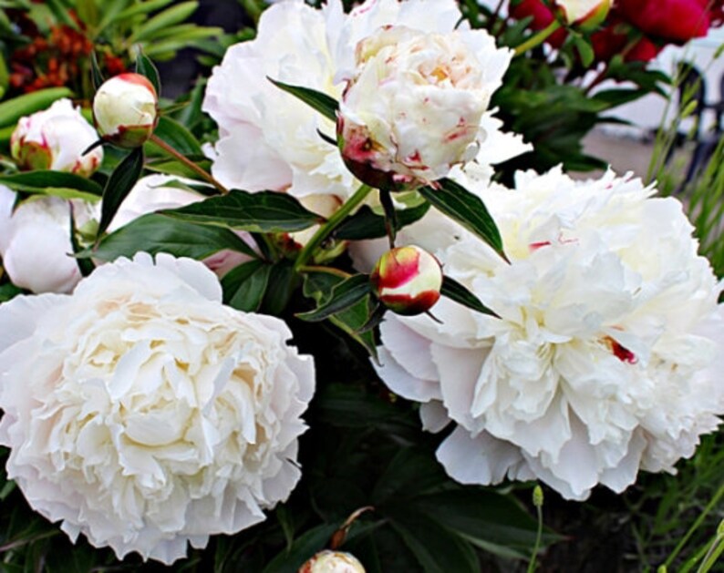 NewmaArt Peony Flower Seeds