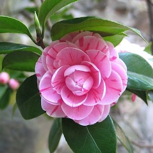 5pcs Camellia flower seeds HW96009-16